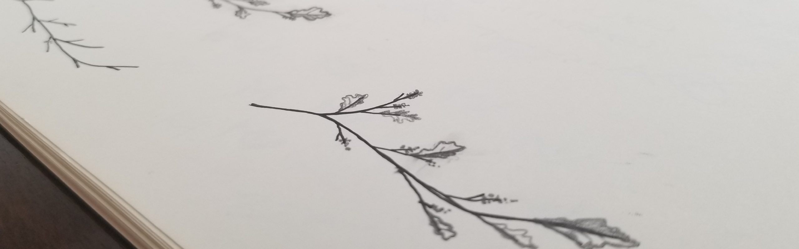 A black and white image of a hand-drawn sketch, depicting a single branch with delicate leaves, positioned diagonally across a white background, ideal for Kin & Comfort Interiors.