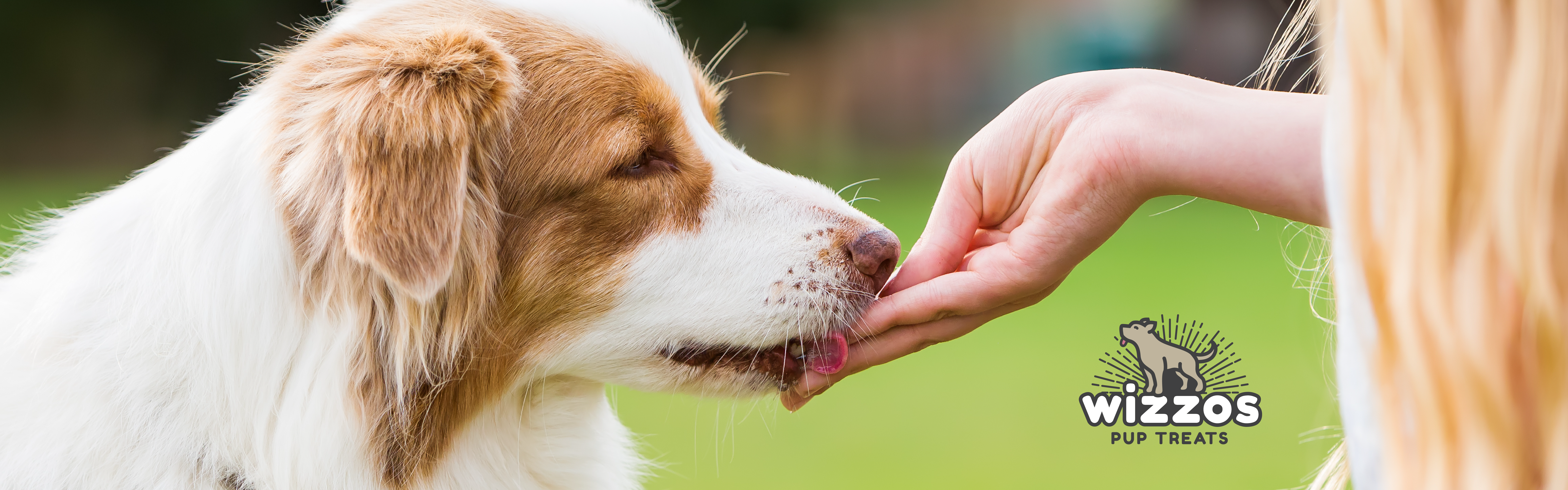 A brown and white dog gently takes a treat from a person's hand, with a logo for "Wizzos Pup Treats" overlayed on the right side of the image.