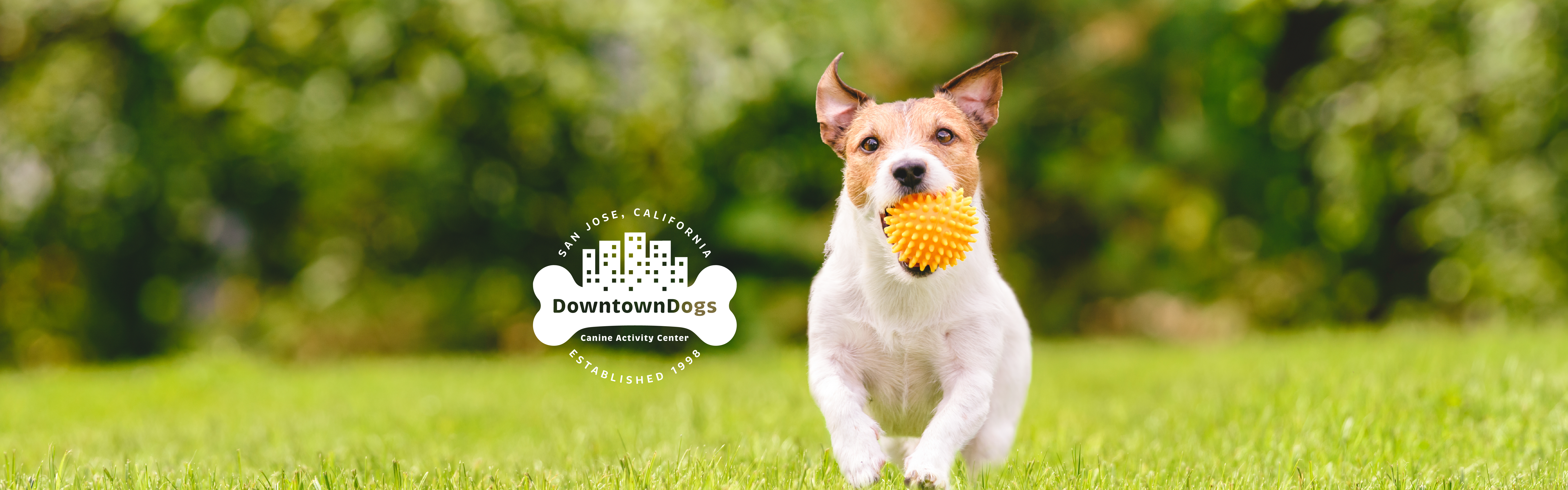 Downtown Dogs logo design